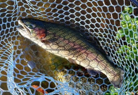 １０匹／ｈ超　～フィッシングパーク高島の泉～